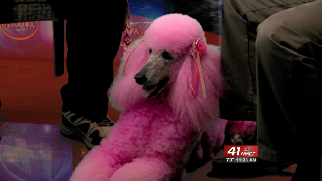 Blossom the pink poodle visits 41NBC