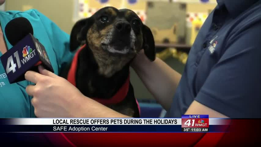 Local rescue says all the animals want for Christmas is a home with you