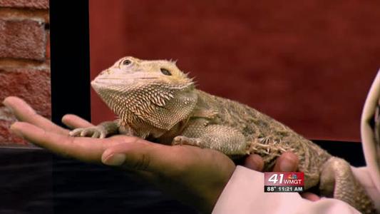 Reptile Rendezvous at the Museum of Arts and Sciences