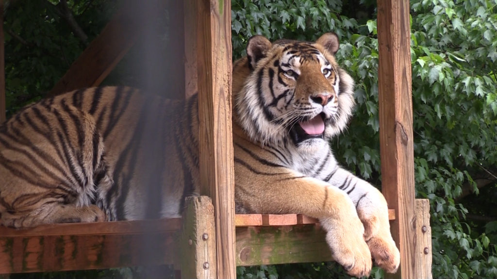 At Wild Animal Safari in Pine Mountain, you can see two tigers just hanging around.